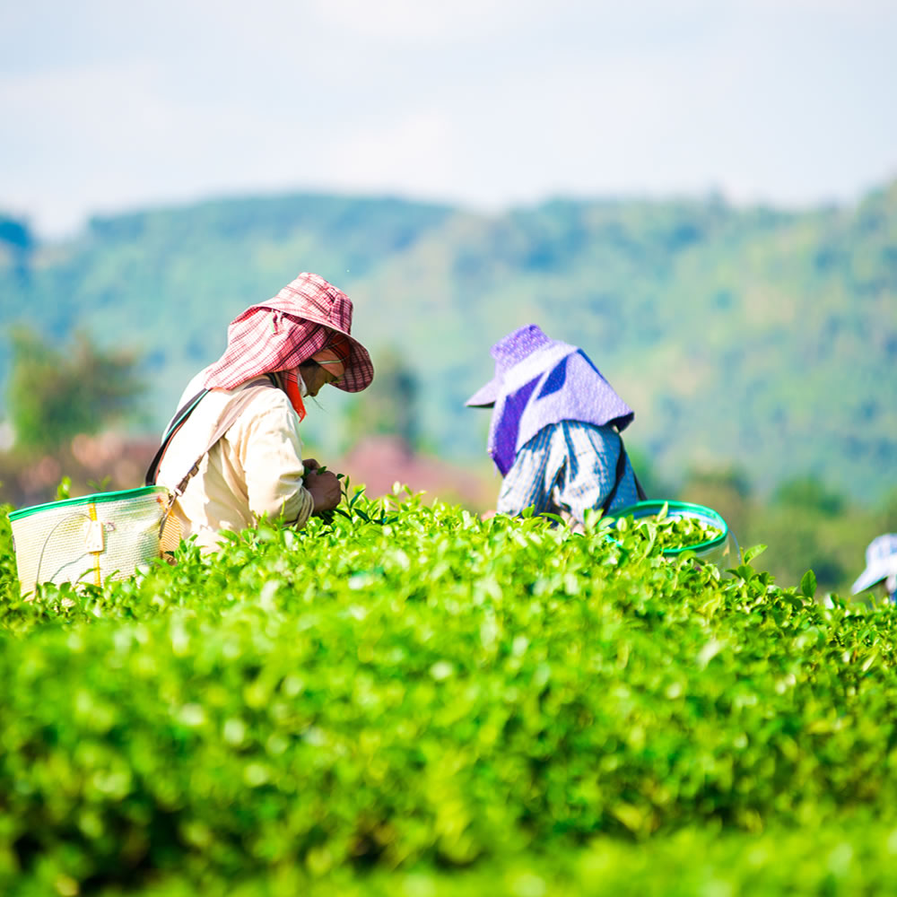 思茶擁有自己的綠色海洋，大片的翠綠茶園，邀請您來體驗採茶及製茶的樂趣．遠離都市的紛擾，給自己假日一天芬多精之旅。

